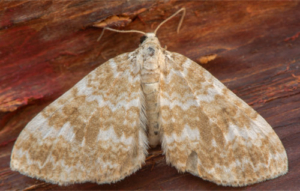 Sandy Perizoma Flavofasciata Teppich Motten